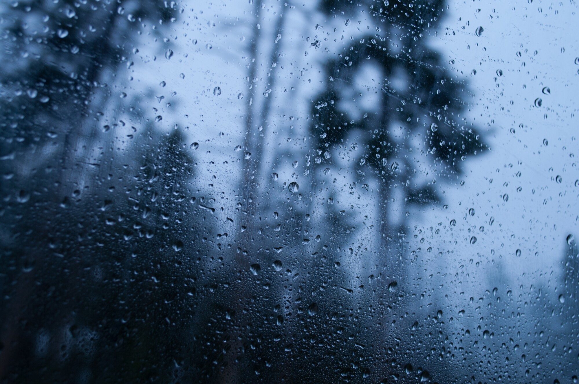 Rainy Forest